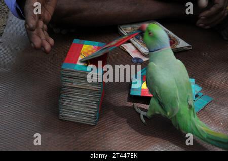 Papageienastrologie in Indien Chilaka josyam kili josiyam in Indien Papageienhoroskop Close up Papagei. Papagei nimmt eine Karte auf Stockfoto