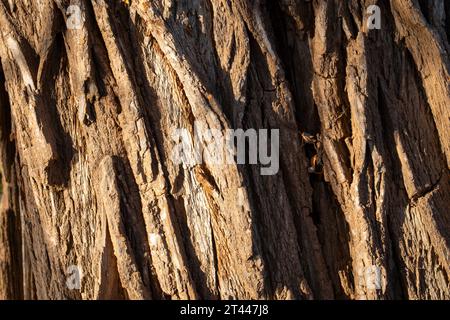 Nahaufnahme der Rinde eines alten und riesigen Baumstamms. Stockfoto