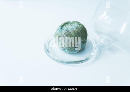 Eine alte Zitrone, die ganz mit Schimmel bedeckt ist. Die Zitrone ist verdorben und verdorben Stockfoto