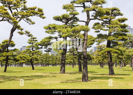 Kiefern in einer Parklandschaft des Kokyo Gaien Nationalgartens, der äußeren Gärten des Kaiserpalastes in Tokio, Japan Stockfoto