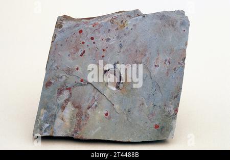 Schiefer ist ein metamorphes Gestein mit Foliation (schistose Textur). Probe. Stockfoto
