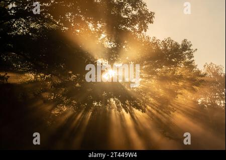 Im Spätsommer platzt der Lichtschacht durch die Bäume entlang des Blue Ridge Parkway Stockfoto