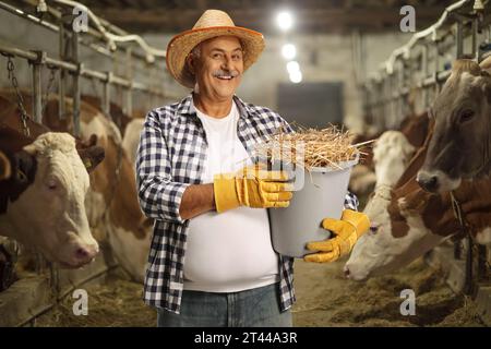 Ein reifer Landwirt hält einen Eimer voller Heu in einer Scheune mit Kühen Stockfoto