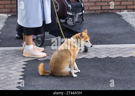 Eine Frau, die einen japanischen Shiba Inu-Hund an der Leine hält Stockfoto