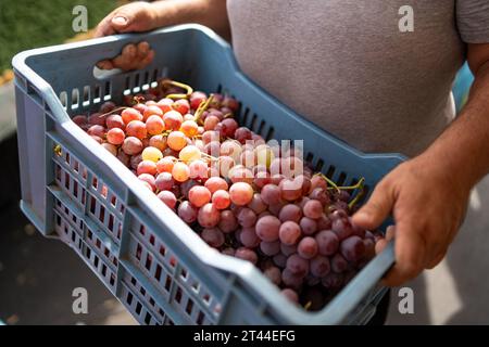 Nahaufnahme der Hand eines Mannes, der sanft eine Kiste mit frisch geernteten, saftigen Trauben hält, die die lebendigen Farben und Reife unter natürlicher Natur zeigen Stockfoto