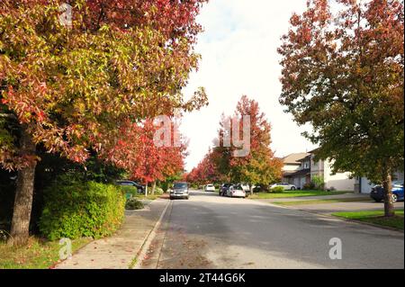 American Sweetgum Trees (Liquidambr styraciflua) säumen im Herbst eine Wohnstraße mit Autos, die entlang der Straße - Maple Ridge, Kanada, geparkt sind. Stockfoto