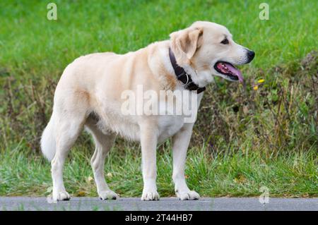 Happy Dog genießt den Spaziergang mit seinem geliebten Herrn. Detailporträt. Mund und sichtbare Zunge öffnen. Herbst, Tschechische republik. Stockfoto