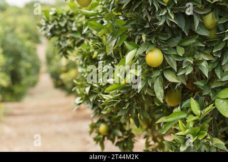 Orangen, die auf dem Baum reiften, um später im Sellent Obstgarten, Spanien, zu ernten Stockfoto