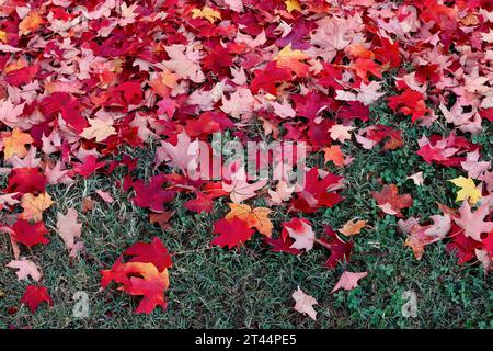 Rote Ahornblätter verstreut auf dem Boden im Herbst Stockfoto