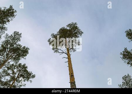 Die Krone einer flauschigen hohen Kiefer vor dem Hintergrund eines Winterhimmels Stockfoto