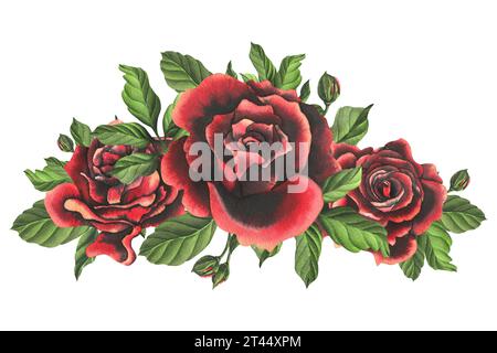 Rot-schwarze Rosenblüten mit grünen Blättern und Knospen, schick, hell, schön. Handgezeichnete Aquarellillustration. Isolierte Zusammensetzung auf einem Weißen Stockfoto