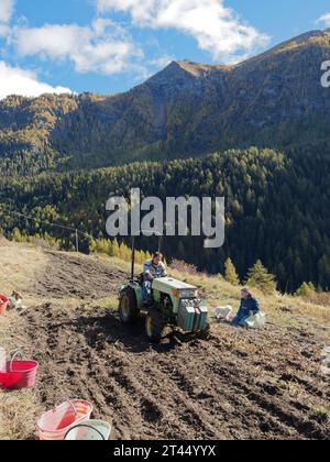 Der Landwirt fährt einen Traktor auf einem alpinen Feld während der Kartoffelernte an einem Herbsttag im Aostatal NW Italien. Oktober 2023 Stockfoto