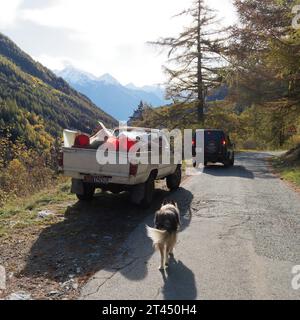 Shetland Sheepdog geht auf einer Alpenstraße mit schneebedeckten alpen im Aostatal NW Italien in Richtung eines Pickup turck. Oktober 202 Stockfoto