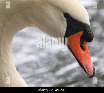 Swan und Mallards in Trentham Gardens Stockfoto