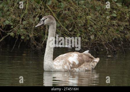 Swan und Mallards in Trentham Gardens Stockfoto