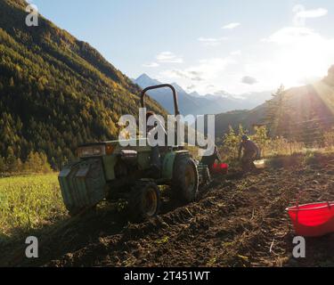 Der Landwirt fährt während einer Kartoffelernte einen Traktor, während die Menschen an einem Herbsttag im Aostatal NW Italien Kartoffeln sammeln. Oktober 2023 Stockfoto