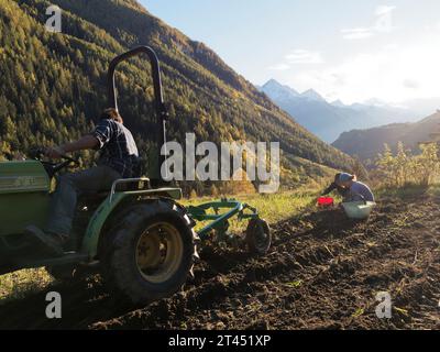 Der Landwirt fährt während einer Kartoffelernte einen Traktor, während die Menschen an einem Herbsttag im Aostatal NW Italien Kartoffeln sammeln. Oktober 2023 Stockfoto