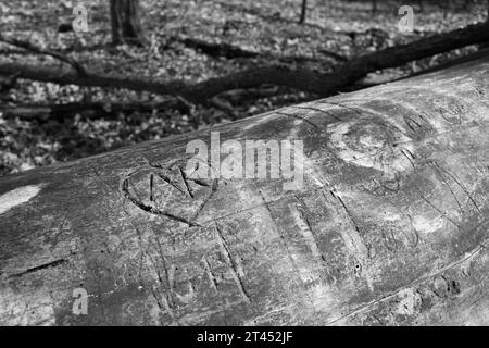 Graffiti und Initialen, in Herzform, auf einen gefällten Baum im Wald gehauen Stockfoto