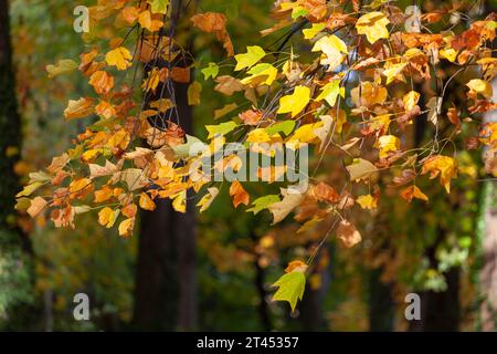 Herbst Blätter auf einen Ast. Stockfoto