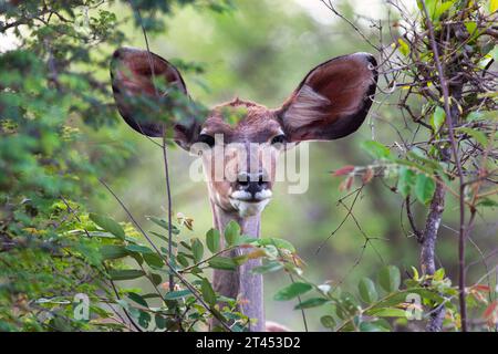 Kudu weiblicher Kopf, versteckt sich hinter den Blättern im Busch Stockfoto