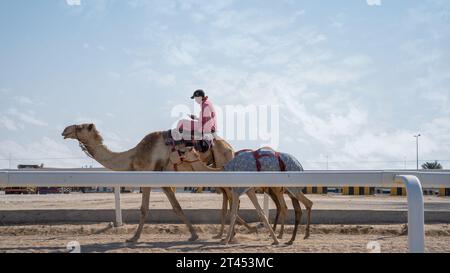 Al Shahaniya, Doha, Katar - 03. Oktober 2023: Kamelpfleger unterrichten und pflegen die Kamele auf der Al Shahaniya-Strecke Stockfoto