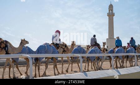 Al Shahaniya, Doha, Katar - 03. Oktober 2023: Kamelpfleger unterrichten und pflegen die Kamele auf der Al Shahaniya-Strecke Stockfoto