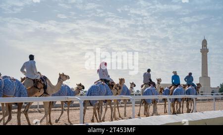 Al Shahaniya, Doha, Katar - 03. Oktober 2023: Kamelpfleger unterrichten und pflegen die Kamele auf der Al Shahaniya-Strecke Stockfoto