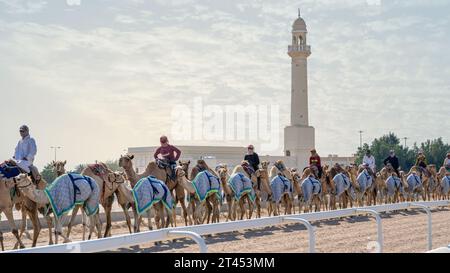 Al Shahaniya, Doha, Katar - 03. Oktober 2023: Kamelpfleger unterrichten und pflegen die Kamele auf der Al Shahaniya-Strecke Stockfoto