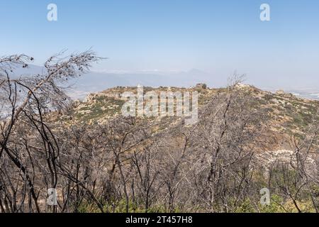 Toter Kiefer in der Provinz Hatay, Türkei Stockfoto