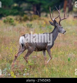 Maultierhirsch Buck mit Geweih im Rocky Mountain National Park Stockfoto