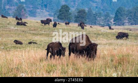 Bisonherde weidet im Custer State Park in South Dakota Stockfoto