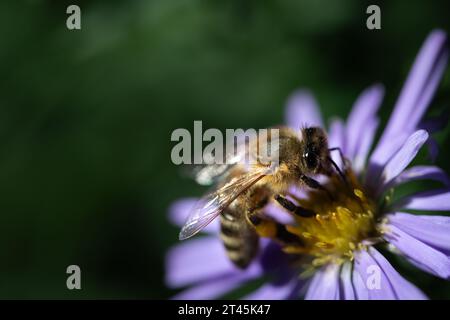Nahaufnahme einer europäischen gestreiften Honigbiene, die auf einem violetten Aster sitzt. IM Hintergrund grüne Blätter mit Platz für Text Stockfoto