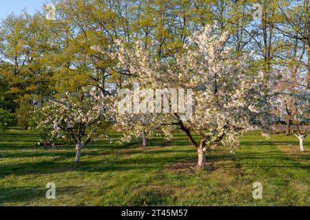 Blühender Apfelgarten an einem sonnigen Frühlingstag. Tauchen Sie ein in die malerische Schönheit und bewundern Sie den bezaubernden Anblick der Fülle der Natur. Stockfoto