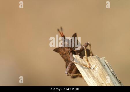 Natürliche Nahaufnahme des Gesichtswinkels auf einem Brown Dock Schild, Coreus marginatus, sitzt auf einem Zweig Stockfoto