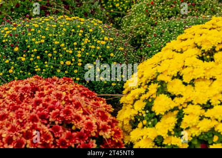 Pineville, NC, USA. Oktober 2023. Frischer bunter Blumenstrauß auf einem lokalen Bauernmarkt (Kreditbild: © Walter G Arce SR Grindstone Medi/ASP) NUR ZUR REDAKTIONELLEN VERWENDUNG! Nicht für kommerzielle ZWECKE! Stockfoto