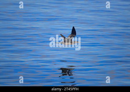 Nördliche Gannet Morus bassanus juvenile Stockfoto