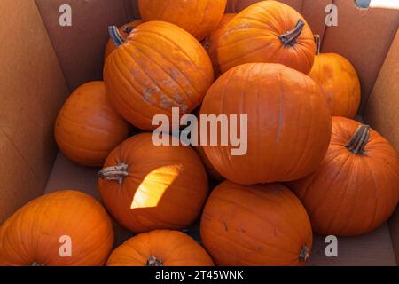 Kürbisse stapelten sich für Halloween in Vancouver, Kanada. Stockfoto