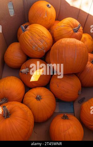 Kürbisse stapelten sich für Halloween in Vancouver, Kanada. Stockfoto