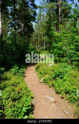 Wunderschöner Pfad in den Wäldern Südschwedens Stockfoto