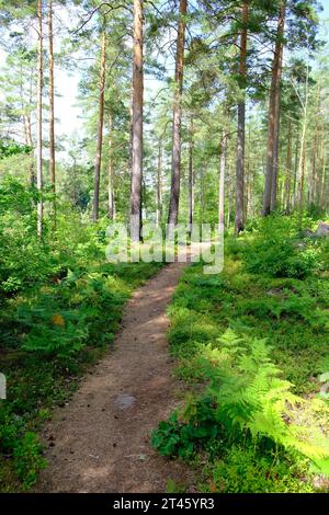 Wunderschöner Pfad in den Wäldern Südschwedens Stockfoto