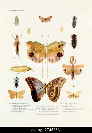 Eine alte Insektenillustration aus einer deutschen Buchtafel aus dem 19. Jahrhundert, die die Färbung verschiedener Insektenarten zeigt. Schmetterlinge, Heuschrecken, Käfer Stockfoto