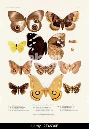 Eine alte Insektenillustration aus einer deutschen Buchtafel aus dem 19. Jahrhundert, die die Färbung verschiedener Insektenarten zeigt. Schmetterlinge und Falter Stockfoto