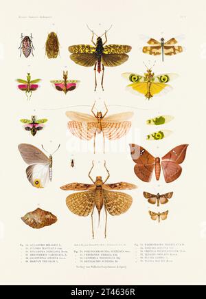 Eine alte Insektenillustration aus einer deutschen Buchtafel aus dem 19. Jahrhundert, die die Färbung verschiedener Insektenarten zeigt. Schmetterlinge, Heuschrecken, Käfer Stockfoto