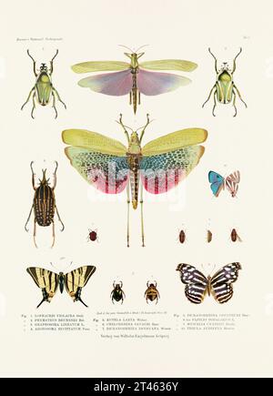 Eine alte Insektenillustration aus einer deutschen Buchtafel aus dem 19. Jahrhundert, die die Färbung verschiedener Insektenarten zeigt. Schmetterlinge, Heuschrecken, Käfer Stockfoto