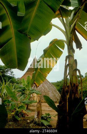 Venezuela; Amazonas-Staat: Gemeindehaus der Piaroa-Ureinwohner (Endonym: Wothiha) unter Bananenbäumen. Die Wothiha sind eine der größten ethnischen Gruppen Stockfoto