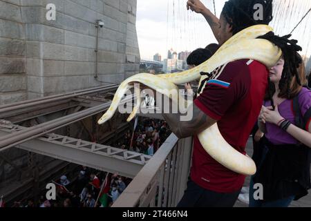 New York, New York, USA. Oktober 2023. Eine Person ist mit zwei Albino-Boas um den Hals gewickelt und blickt vom Fußgängerweg der Brooklyn Bridge mit erhobener Faust und erhobenem Arm hinunter, um Unterstützung für Märsche zu zeigen, die über die Brooklyn Bridge nach Manhattan laufen. Tausende Demonstranten auf den Straßen, angefangen beim Brooklyn Museum, um eine Aktion für Gaza zu unterstützen. Der Konflikt mit Israel und der Hamas begann am 7. Oktober 2023. (Kreditbild: © Brian Branch Price/ZUMA Press Wire) NUR REDAKTIONELLE VERWENDUNG! Nicht für kommerzielle ZWECKE! Stockfoto