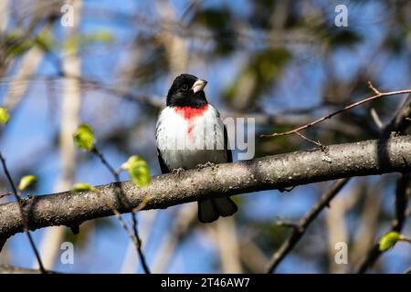 Nahaufnahme eines wunderschönen männlichen Rosenschnabels, der während des Frühlingszuges Long Point auf einem Zweig thront, Ontario, Kanada Stockfoto