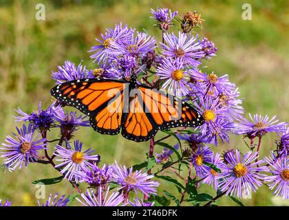 Ein wandernder männlicher Monarch-Schmetterling, der sich von den Blüten einer New England Aster in der Albany Pine Barrens in New York ernährt. Stockfoto