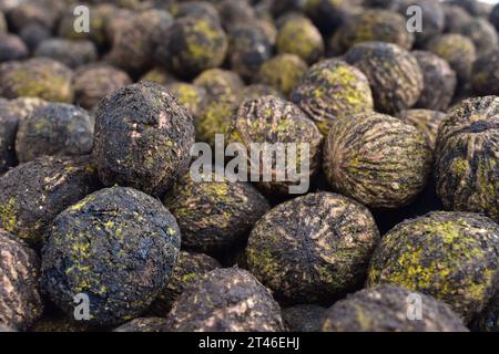 Ein Haufen frischer schwarzer Walnüsse, geschält und zum Trocknen in ein Regal gestellt. Eastern Black Walnut, Juglans Nigra, ein einheimischer Nussbaum, der in Nordamerika gefunden wurde Stockfoto