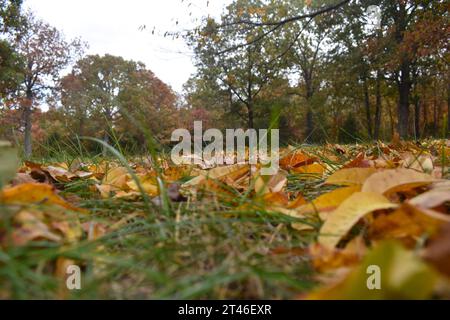 Ein Teppich aus herabfallenden Herbstblättern bedeckt das grüne Gras in dieser flachen Ansicht. Ein Hintergrund von verschwommenen Bäumen in Herbstfarben säumen den Hof. Stockfoto